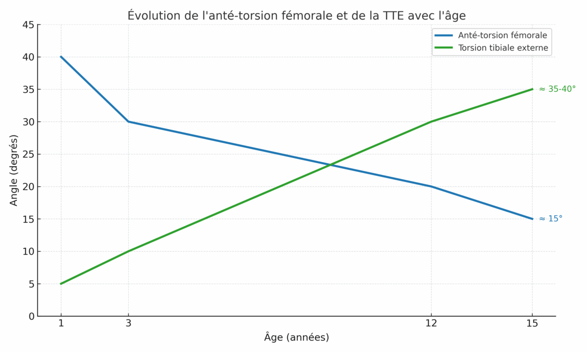 Du berceau aux premiers pas: la place de la chaussure dans le développement du pied du bébé -  - Chausse toi